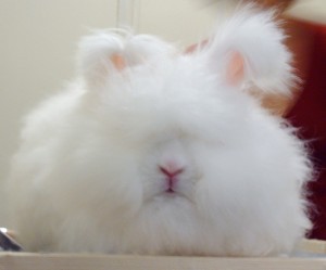 Don't make your writing as fluffy as this bunny, or your point might get hidden under all of that fluff.