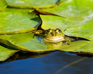 One member of an army of frogs