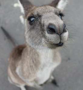 Curious kangaroo