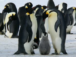 A waddle of penguins